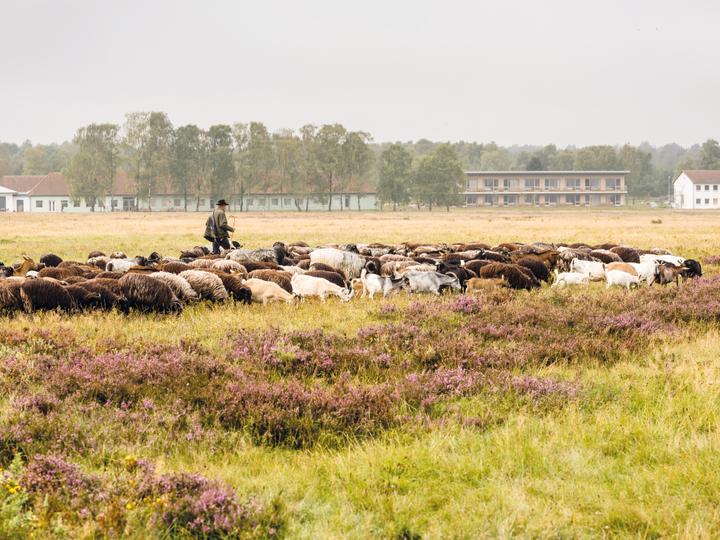 Schäfer und Schnuckenherde auf dem Magerrasen. Im Hintergrund sieht man das Gasthaus, einen MehrBlick-Zimmer Komplex und das Verwaltungsgebäude.