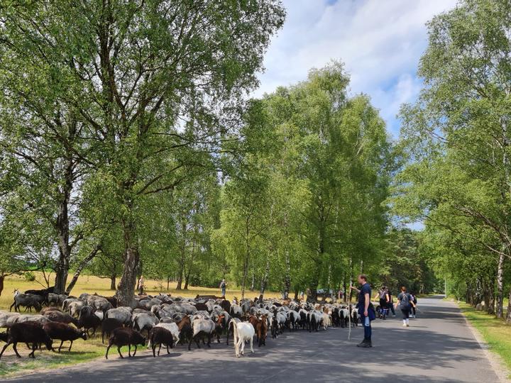 Tagungsgäste beim Teamevent Schafe hüten mit der Heidschnuckenherde auf der Straße im Camp