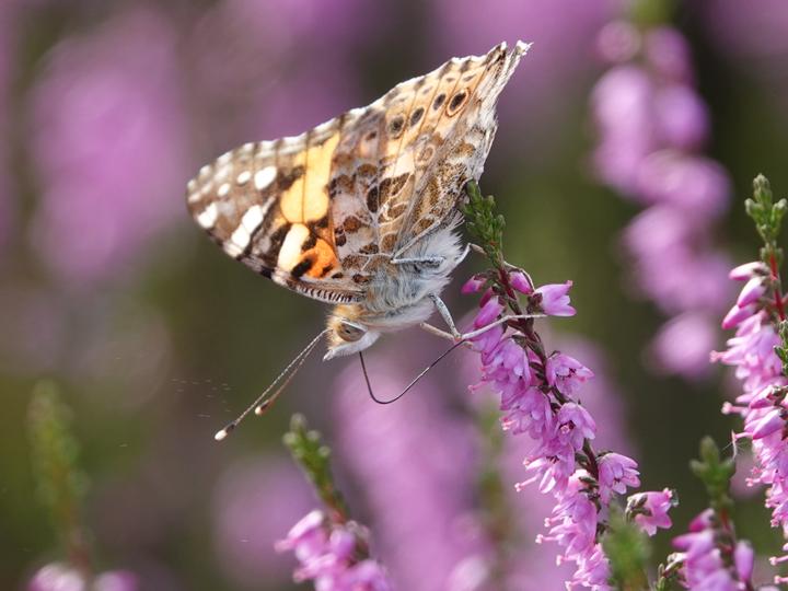 Ein braun,weiß,orangfarbener Schmetterling auf einer lilanen Blume