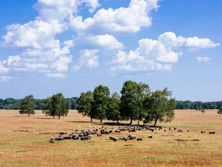 Heidschnuckenherde in der Ferne
