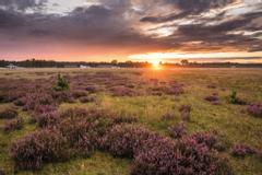 Sonnenuntergang mit blühender Heide