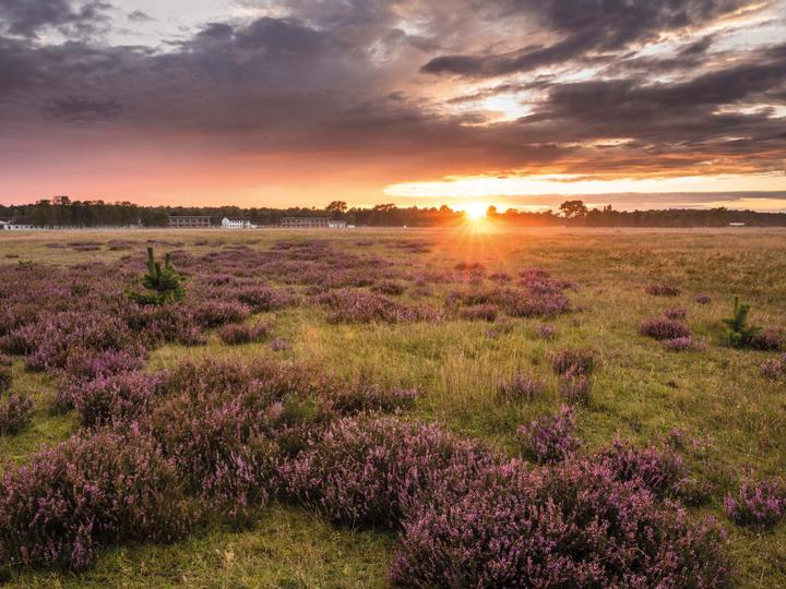 Sonnenuntergang mit blühender Heide