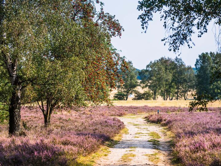 Lodge Reinsehlen | Schneverdingen