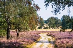 Wanderweg durch die blühende Heide