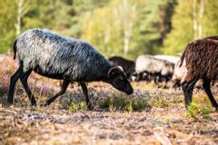 Schnucken grasen in der Heide