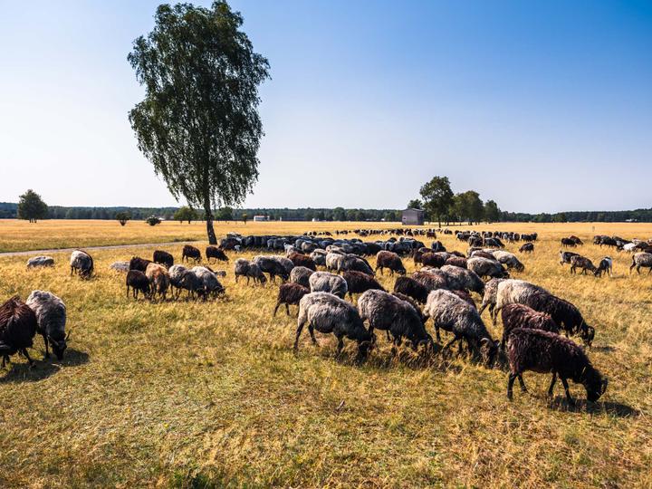 Heidschnucken am Wegrand