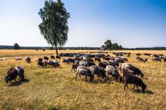 Heidschnucken am Wegrand