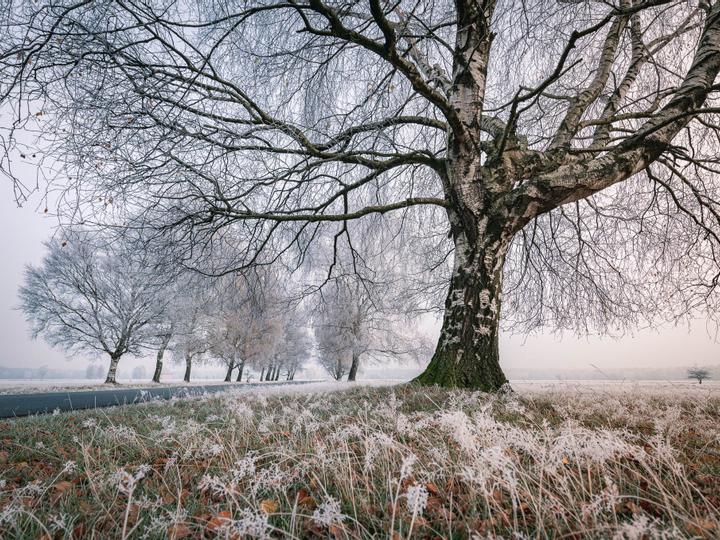Weg in der Natur mit großen Birken im Winter