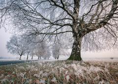 Weg in der Natur mit großen Birken im Winter