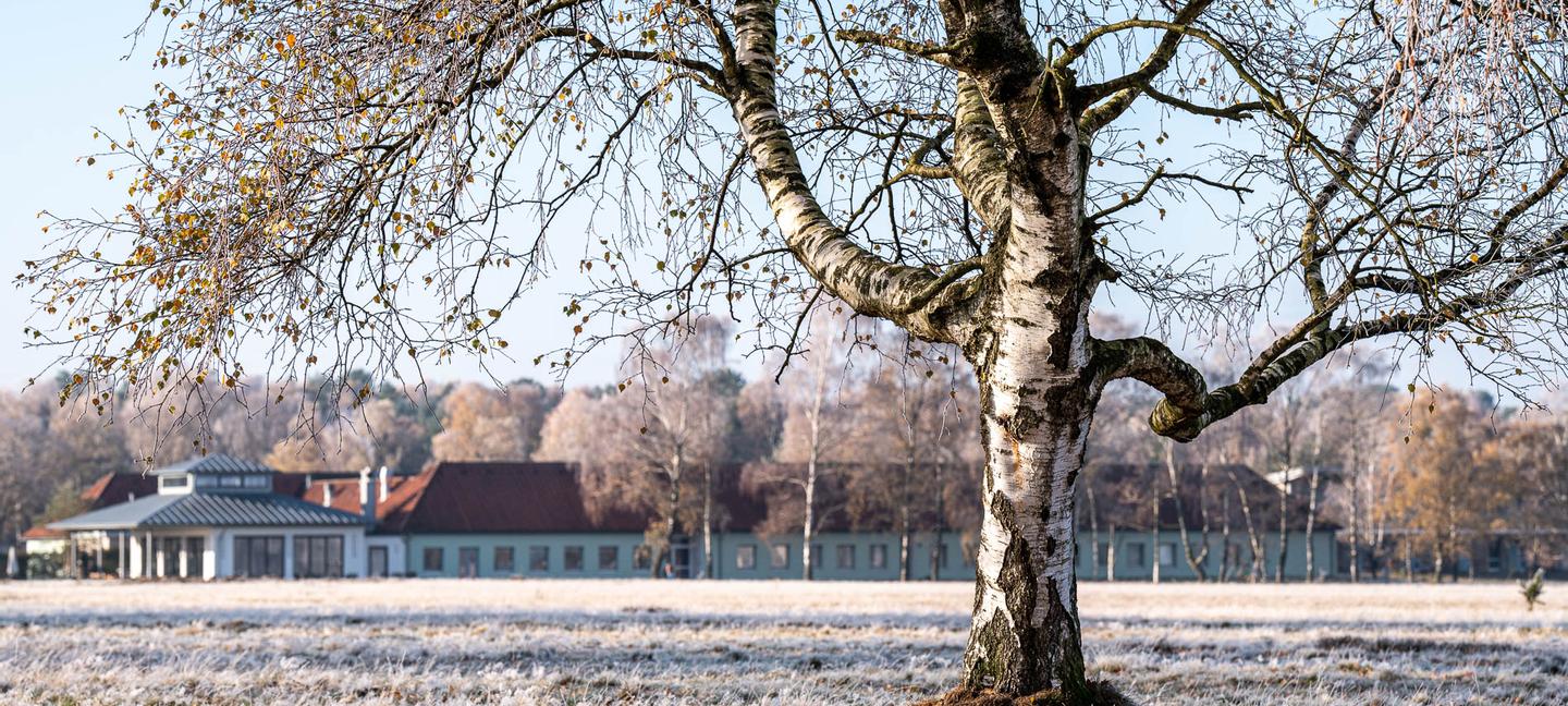 Große Wiese mit alter Birke und Gebäuden im Hintergrund im Winter