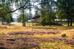 Baumgruppe um die Lodge-Zimmer