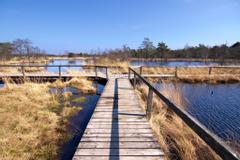 Holzsteg im Pietzmoor