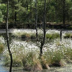 Wollgras-Blüte im Pietzmoor