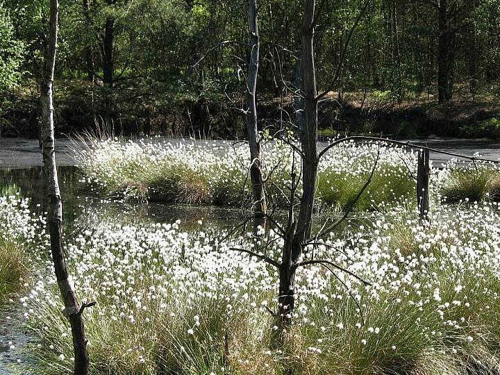 Wollgras-Blüte im Pietzmoor
